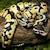 Pastel Ball Python (Juvenile) (Python regius) SWATCH