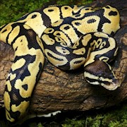 Pastel Ball Python (Juvenile) (Python regius) THUMBNAIL