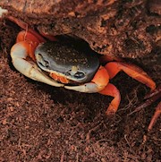 Land Crab - Rainbow (Cardiosoma armatum) THUMBNAIL