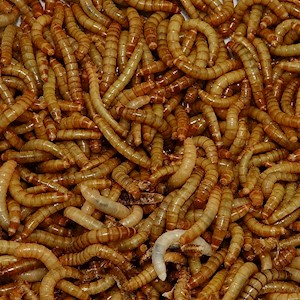 Regular Meal Worm - 100 Lot (Tenebrio molitor) LARGE