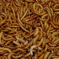 Regular Meal Worm - 100 Lot (Tenebrio molitor) MAIN