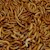 Regular Meal Worm - 100 Lot (Tenebrio molitor) SWATCH