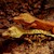 Crested Gecko - Assorted Fancy (Juvenile) (Correphalus ciliatus) SWATCH