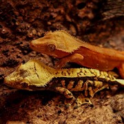 Gecko - Crested/Fancy (Rhacodactylus ciliatus) THUMBNAIL