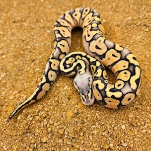 Juvenile Super Pastel Ball Python LARGE