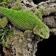 Lizard - Emerald Swift (Sceloporus malachiticus) THUMBNAIL