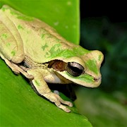 Tree Frog - Masked (Smilisca phaeota) THUMBNAIL