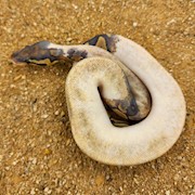 Super Champagne Paradox Ball Python (Juvenile) (Python regius) THUMBNAIL