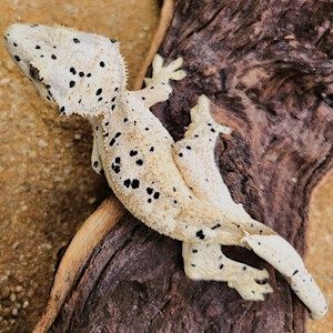 Brindle Super Dalmatian Crested Gecko on Drift Wood LARGE