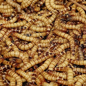 Super Worm - 100 Lot (Zophobas morio) LARGE