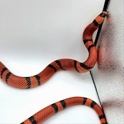 Milk Snake - Honduran/Tangerine/Adult Male 1 THUMBNAIL