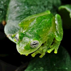 Tree Frog - Powdered Glass (Teratohyla pulverata) LARGE