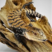 Indonesian Blue Tongue Skink (Tiliqua gigas) THUMBNAIL