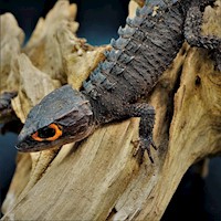 Red-Eyed Crocodile Skink (Tribolonotus gracilis) MAIN