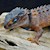 White-Eyed Crocodile Skink (Tribolonotus novaeguineae) SWATCH