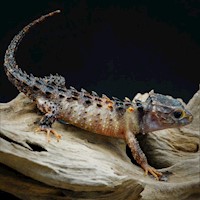 White-Eyed Crocodile Skink (Tribolonotus novaeguineae) MAIN