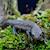 Newt - Alpine (Triturus alpestris) SWATCH