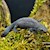 Newt - Alpine (Triturus alpestris) SWATCH