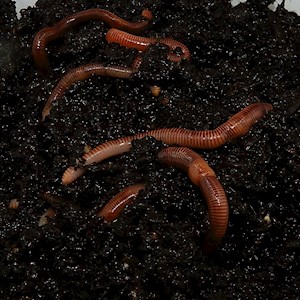 Drift Worm - 24 Lot (Alloloborpha) LARGE