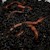 Drift Worm - 24 Lot (Alloloborpha) SWATCH