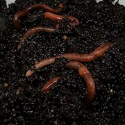 Drift Worm - 24 Lot (Alloloborpha) THUMBNAIL