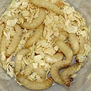 Wax Worm - 250 Lot (Gallereia melonella) THUMBNAIL