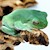 White's tree frog juvenile SWATCH