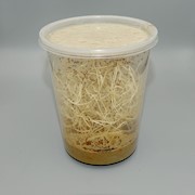 Fruit Fly - Wingless Culture 32 oz (Drosophila melanogaster) THUMBNAIL