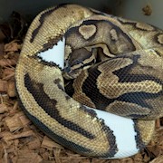 Ball Python - Low White Piebald (Female Adult X1) THUMBNAIL