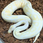Ball Python - Albino (Female Adult X3) THUMBNAIL