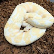 Ball Python - Albino (Female Adult X4) THUMBNAIL