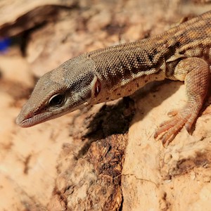 Monitor - Yellow Spiny-Tailed (Varanus acanthurus) LARGE