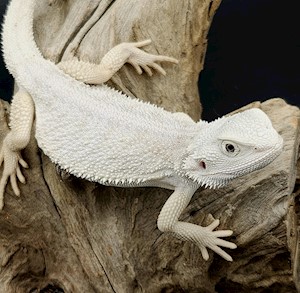 Bearded Dragon - Zero (Juvenile) (Pogona vitticeps) LARGE