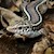 Lizard - Karstens Girdled (Zonosaurus karsteni) SWATCH