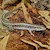 Lizard - Karstens Girdled (Zonosaurus karsteni) SWATCH
