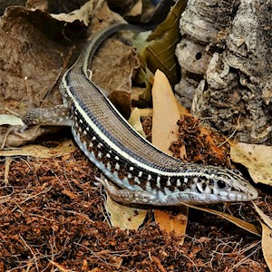 Lizard - Karstens Girdled (Zonosaurus karsteni) LARGE