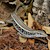Lizard - Karstens Girdled (Zonosaurus karsteni) SWATCH