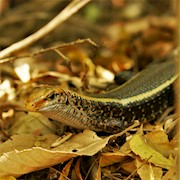 Lizard - Western Girdled (Zonosaurus laticaudatus) THUMBNAIL