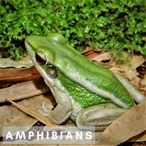 Green frog on brown leaves with the word Amphibians in front