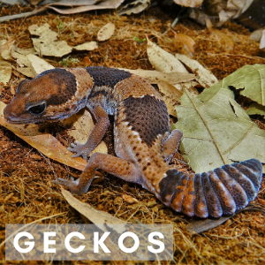 Brown gecko on brown leaves with the word Geckos in front