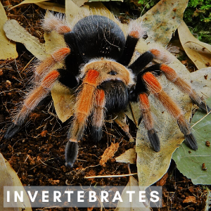 Orange and black tarantula on a bed of leaves with the word Invertebrates in front