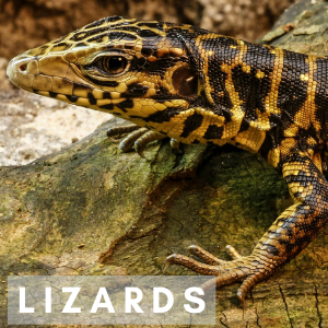 Yellow and black lizard on a rock with the word Lizards in front