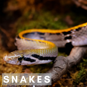 Snake slithering over a branch with the word Snakes in front