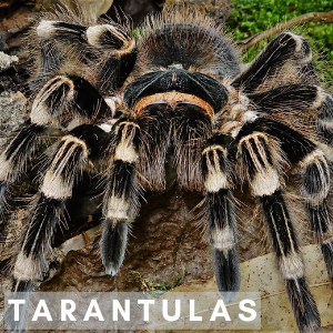 TARANTULAS