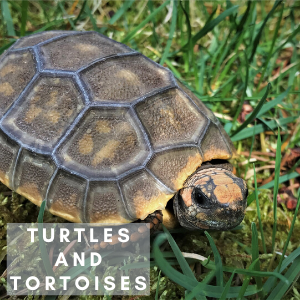 Tortoise in the grass with the words Turtles and Tortoises in front