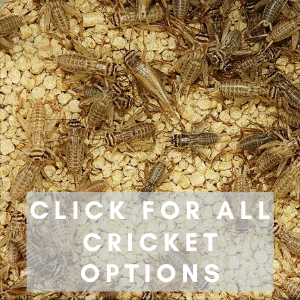 Crickets (1,000 Lots) LARGE