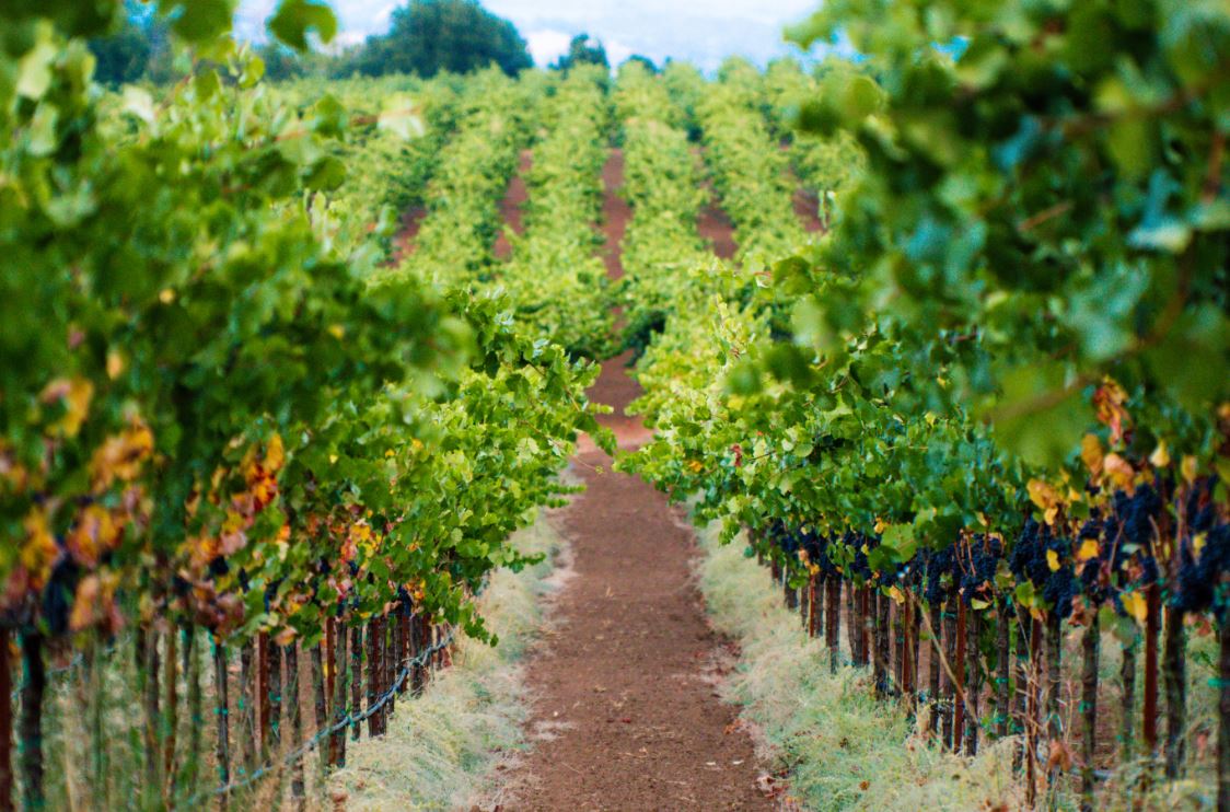 Pinot Noir
