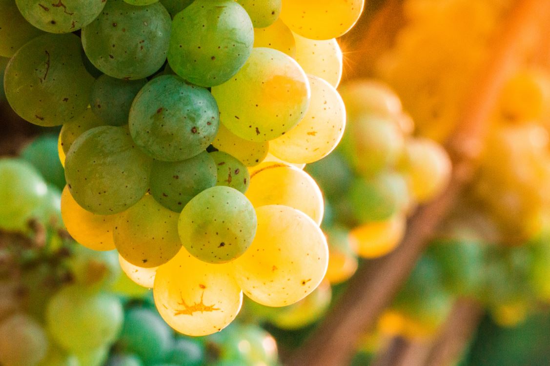 Chardonnay