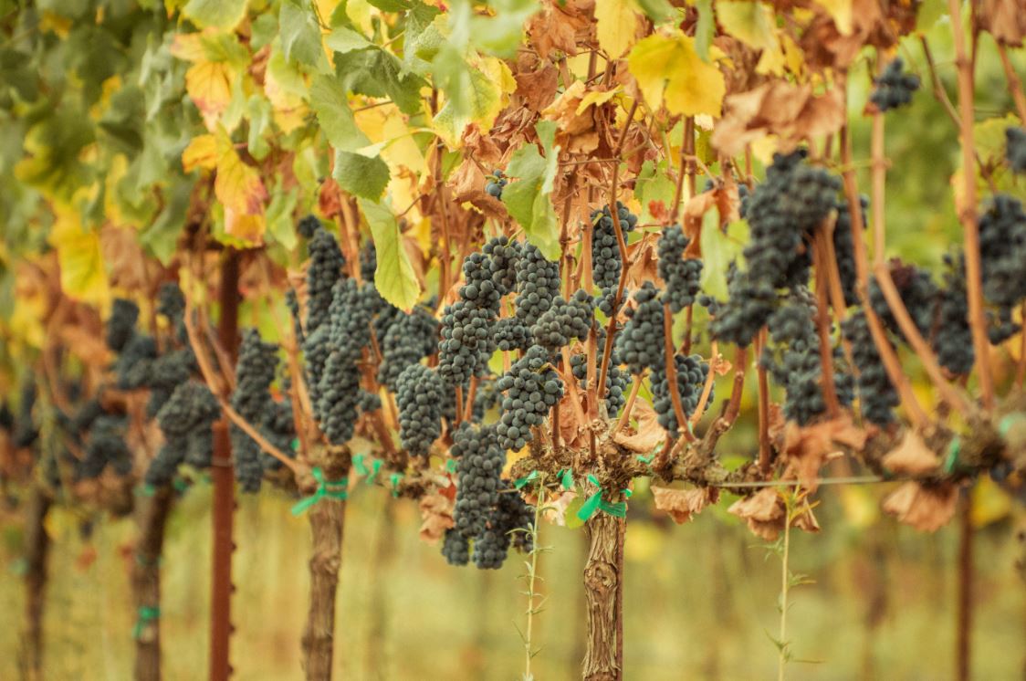 Petite Sirah