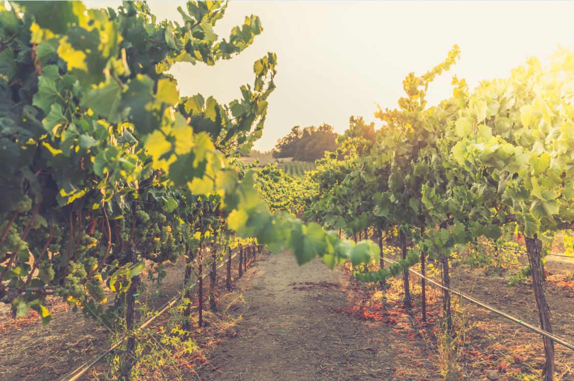 Pinot Noir